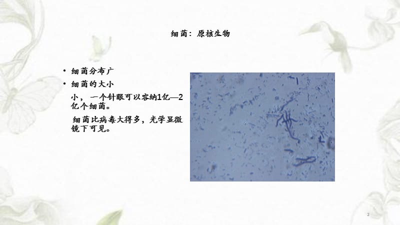 细菌真菌和病毒-（干货分享）.ppt_第3页