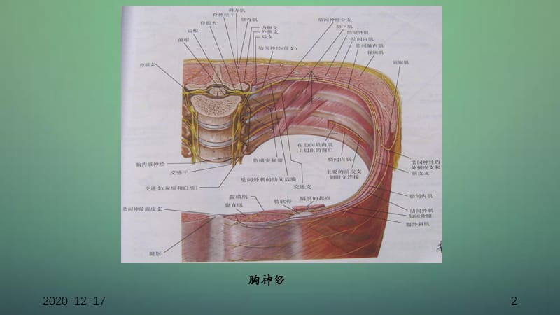 脊神经（PPT干货）（干货分享）.ppt_第2页