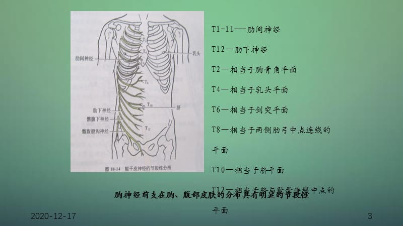 脊神经（PPT干货）（干货分享）.ppt_第3页