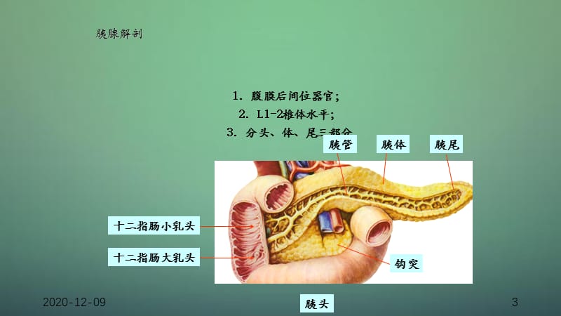 胰腺肿瘤性病变-（干货分享）.ppt_第3页