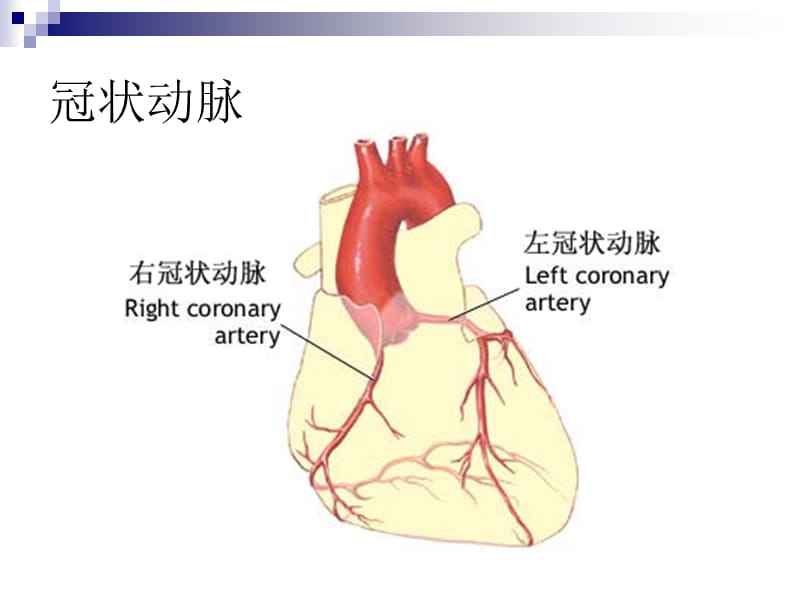 冠脉造影与冠心病的介入治疗图文.ppt_第3页