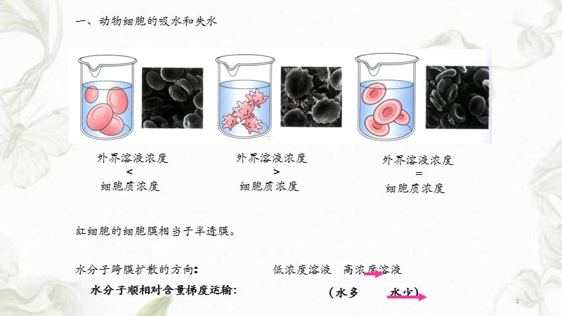 细胞的吸水和失水（干货分享）.ppt_第3页