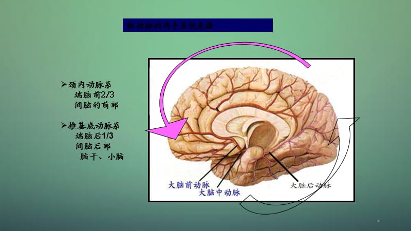 脑动脉willis环的解剖4（干货分享）.ppt_第3页