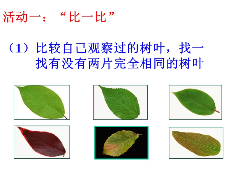 3.2人的生命的独特性(1).ppt_第3页