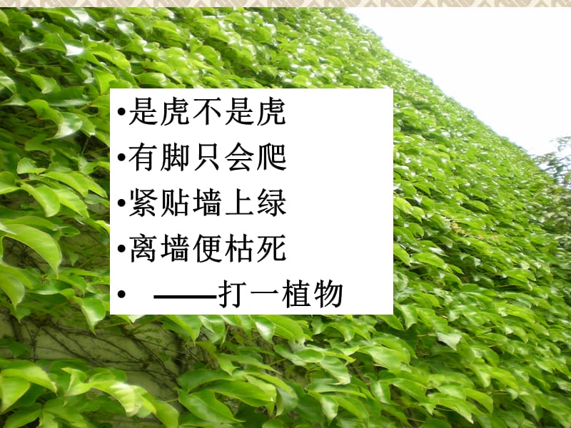 6.《爬山虎的脚》.ppt_第1页