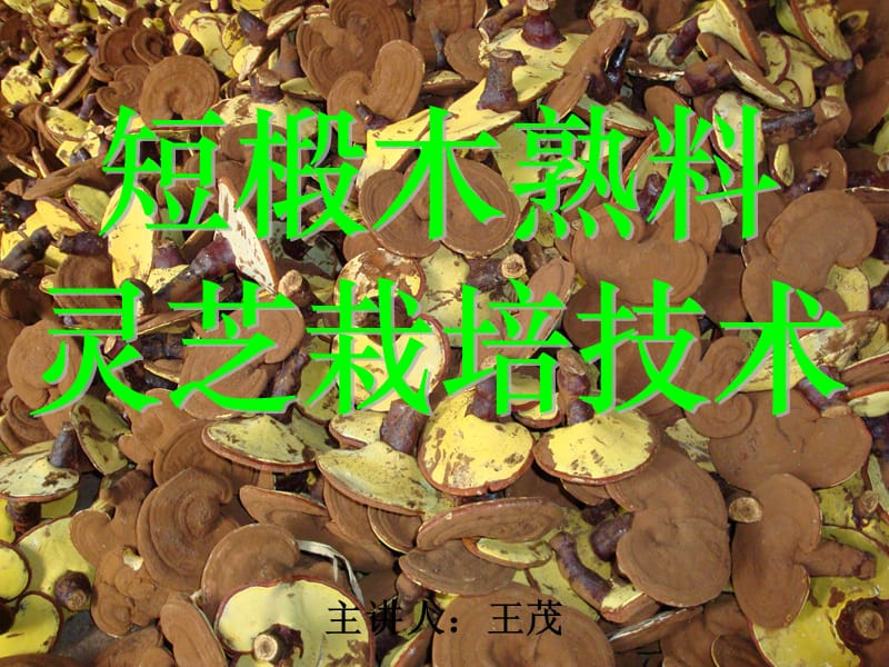 椴木灵芝栽培技术.ppt_第1页