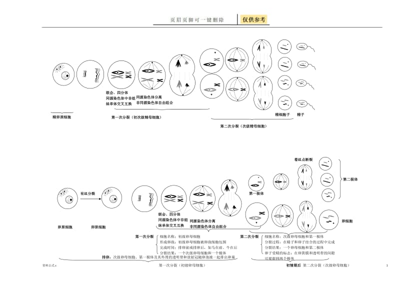 有丝分裂与减数分裂过程图[教学备用].doc_第1页