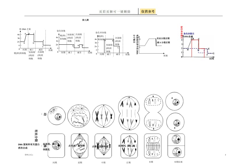 有丝分裂与减数分裂过程图[教学备用].doc_第2页