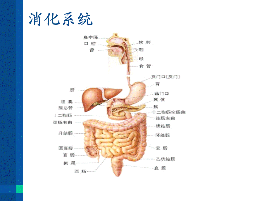 消化系统常见疾病的防治与食疗保健.ppt_第3页