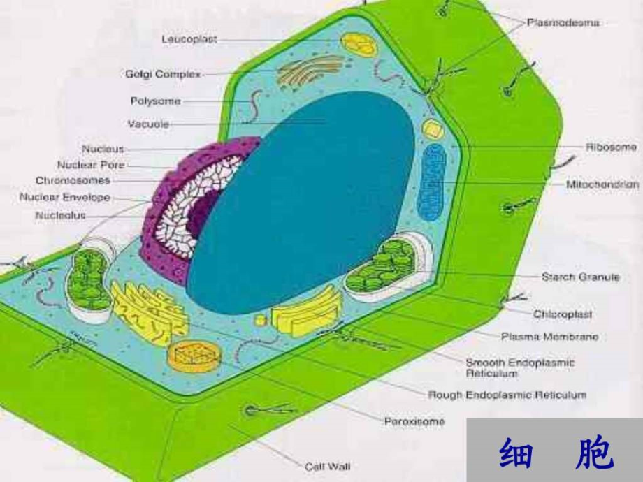 原生质体培养和融合.ppt_第3页