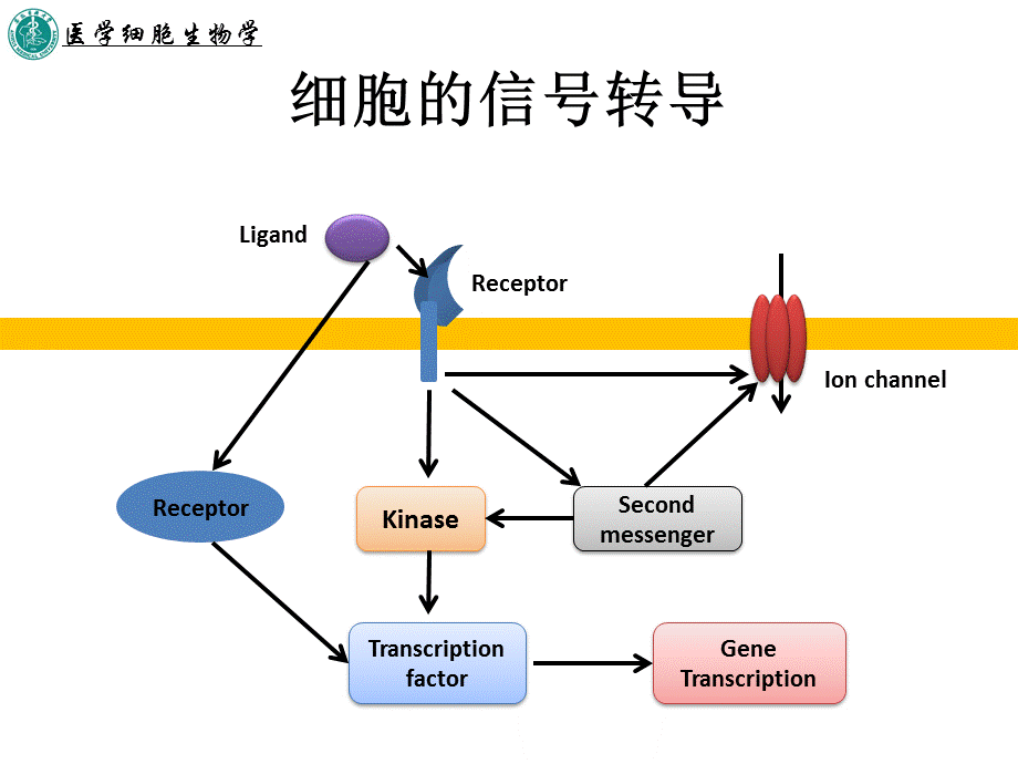 第十二章-细胞的信号转导PPT课件.ppt_第3页