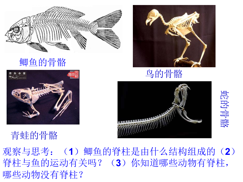 【人教版】生物八年级上册：5.1.4《鱼》ppt教学课件（27张） (共27张PPT).ppt_第3页