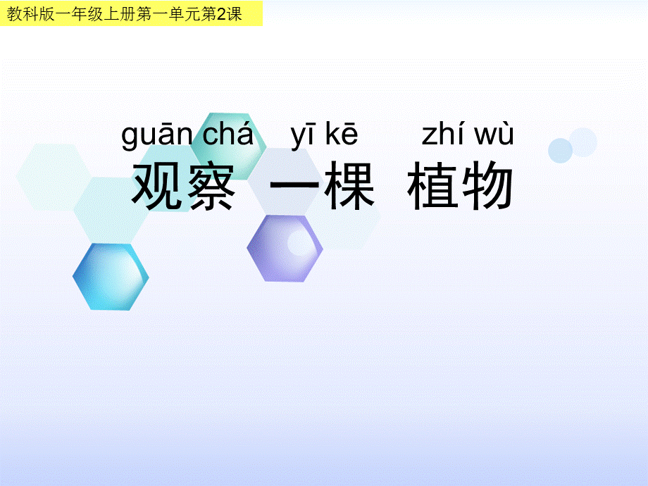 一年级上册科学课件－1.2《观察一棵植物》｜教科版 (共15张PPT).ppt_第1页