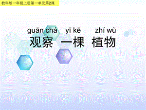 一年级上册科学课件－1.2《观察一棵植物》｜教科版 (共15张PPT).ppt