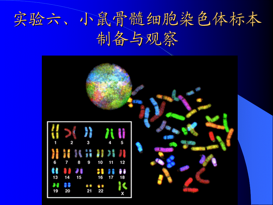 实验6小鼠骨髓细胞染色体标本制备与观察.ppt_第1页