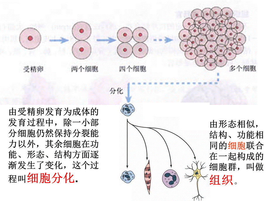 第三节多细胞生物体的结构层次.ppt_第3页