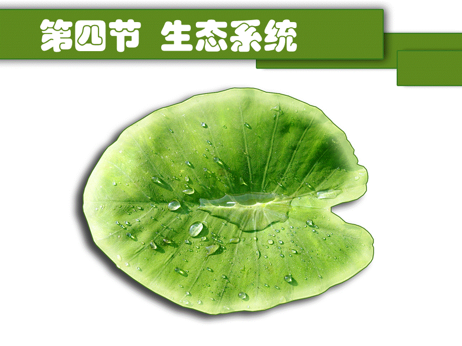 第四节 生态系统 PPT教学课件.ppt_第1页