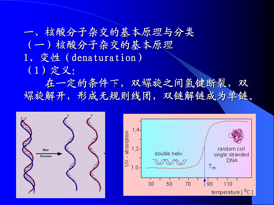 核酸杂交技术.ppt_第3页