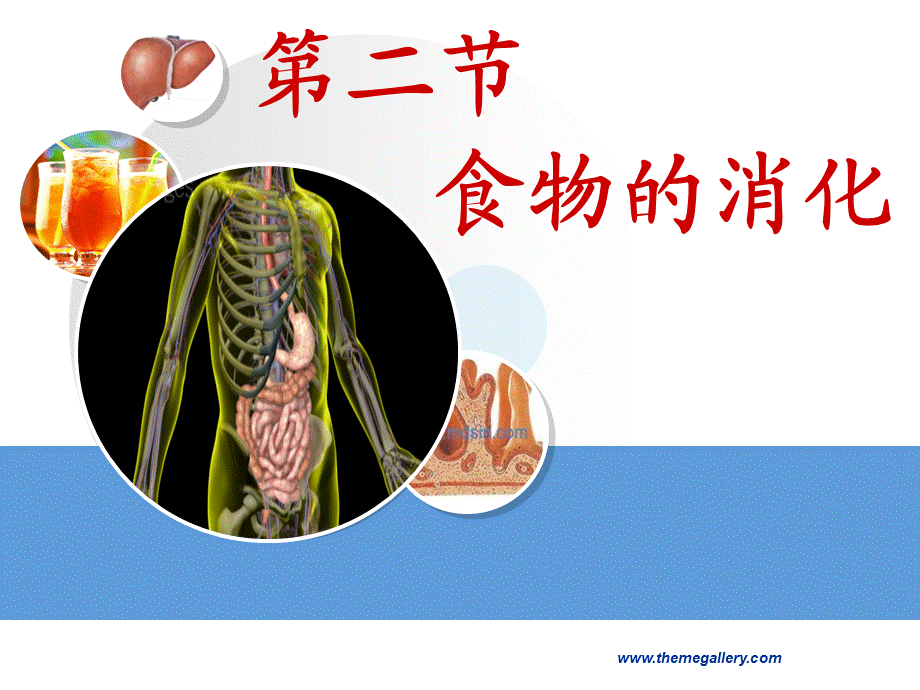 第二节食物的消化.ppt_第1页