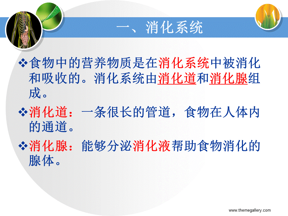 第二节食物的消化.ppt_第2页