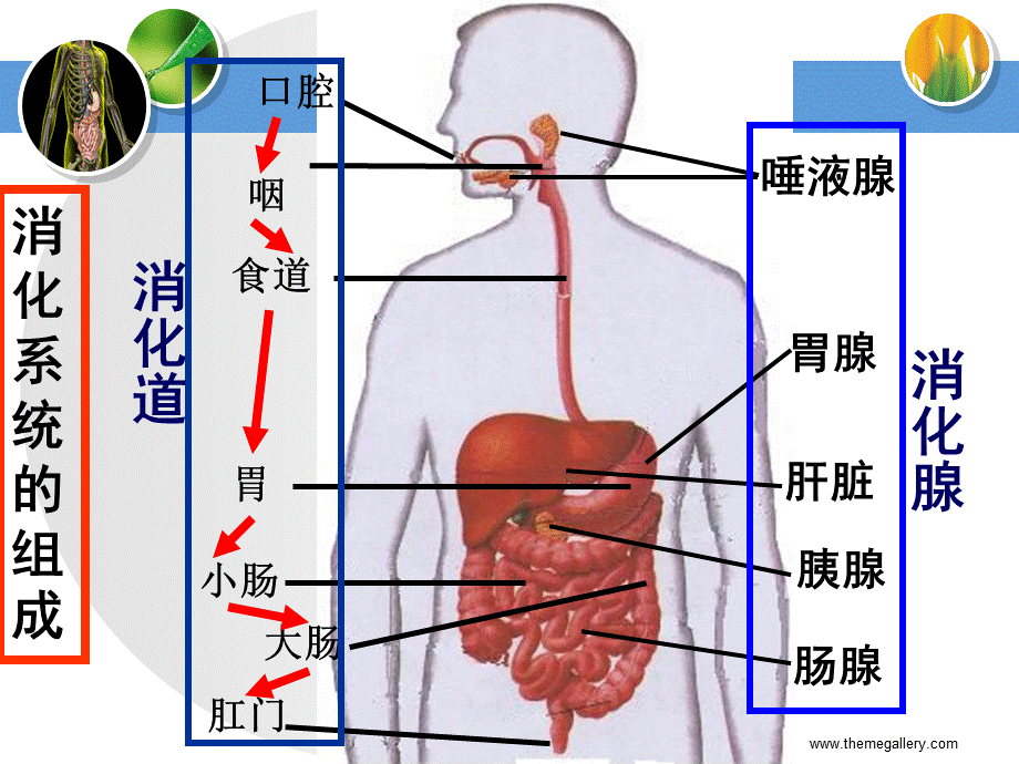 第二节食物的消化.ppt_第3页