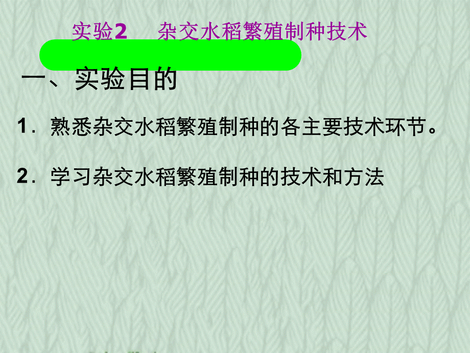 实验杂交水稻繁殖制种技术.ppt_第1页