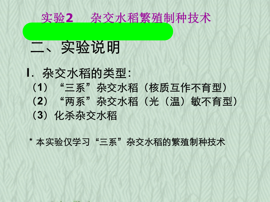 实验杂交水稻繁殖制种技术.ppt_第2页