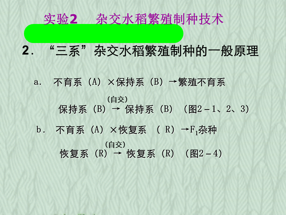 实验杂交水稻繁殖制种技术.ppt_第3页