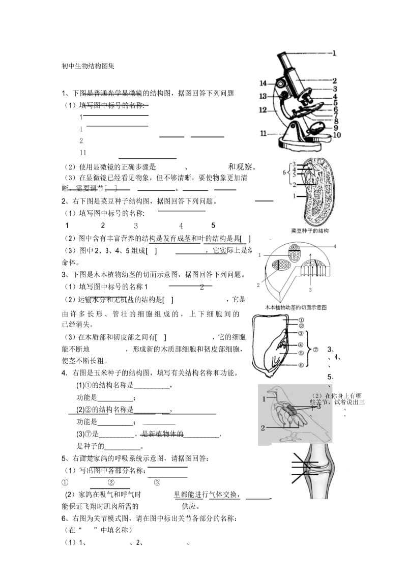 初中生物结构图集.docx_第1页