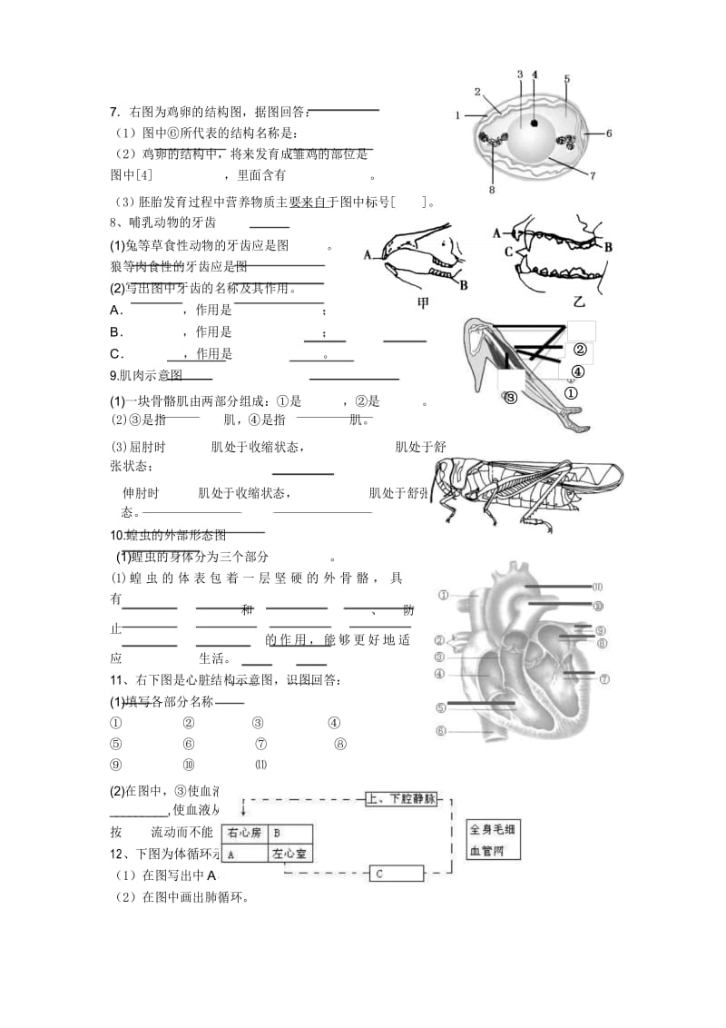 初中生物结构图集.docx_第3页