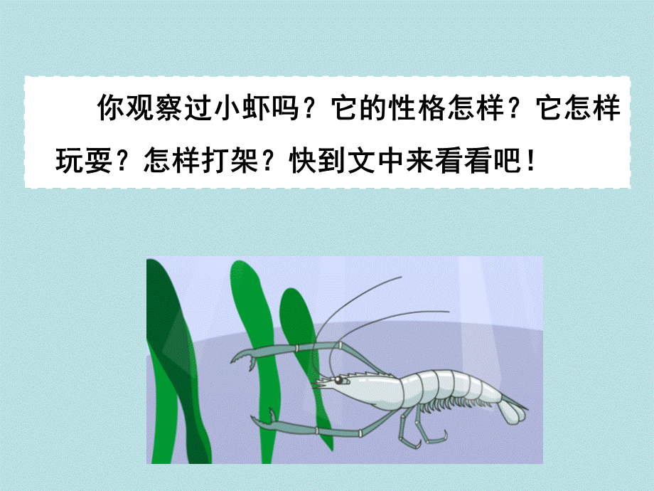 15小虾 (6).ppt_第3页