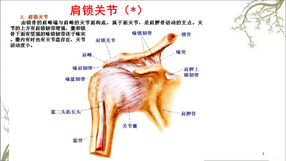 上下肢关节颅骨连结课件.ppt_第3页