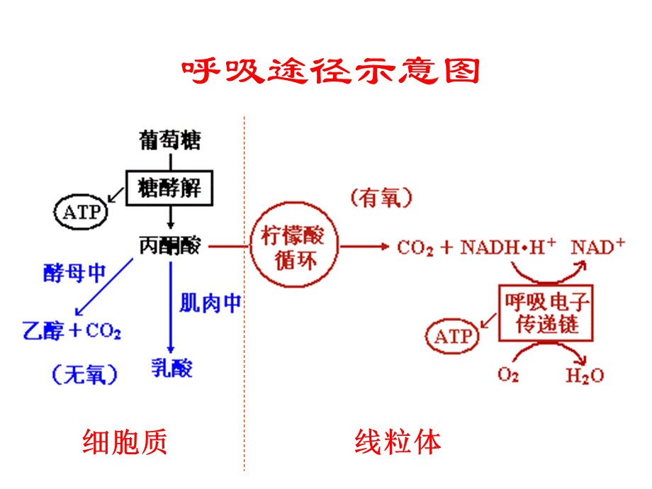 生物化学第22章糖酵解作用辅导版.ppt_第2页