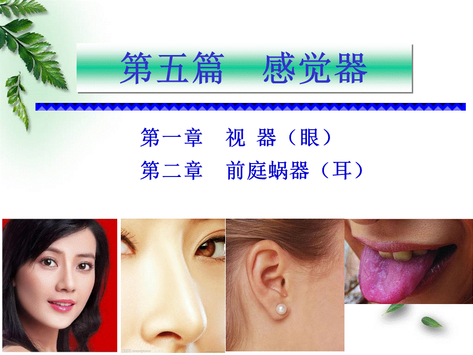 解剖学-感觉器-前庭蜗器(临床专业).ppt_第1页