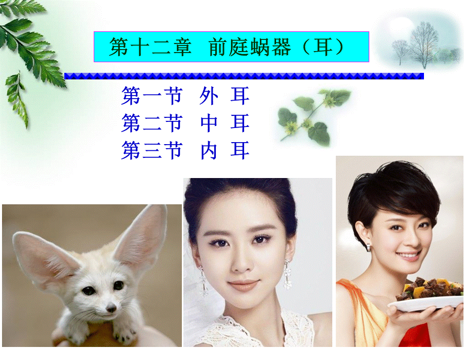 解剖学-感觉器-前庭蜗器(临床专业).ppt_第2页