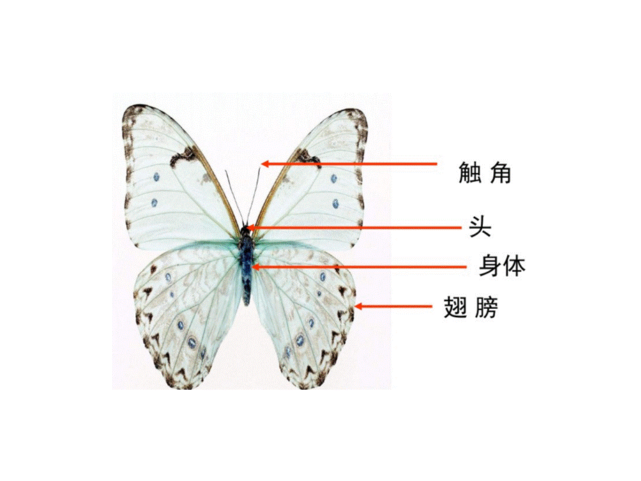 一年级上册美术课件-蝴蝶飞呀飞 冀教版 (2018秋)(共19张PPT).ppt_第2页