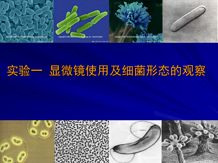 实验一显微镜的使用及细菌形态观察.ppt_第1页