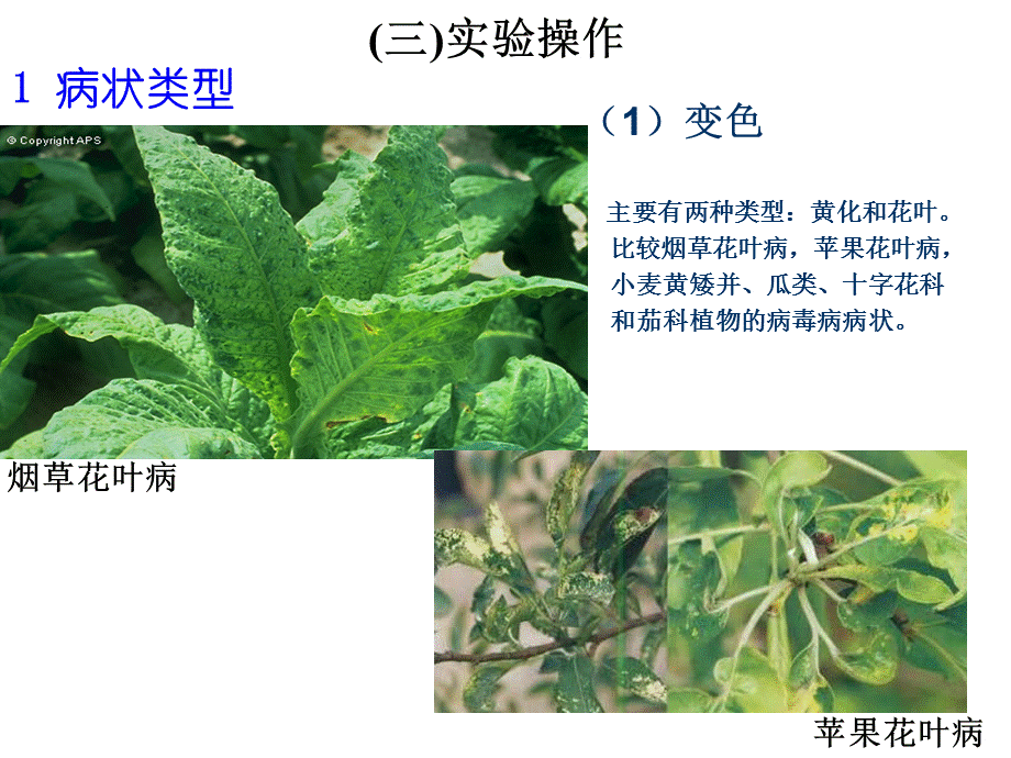 《植物保护通论》——植物病理实验——植物病理实验一.ppt_第3页