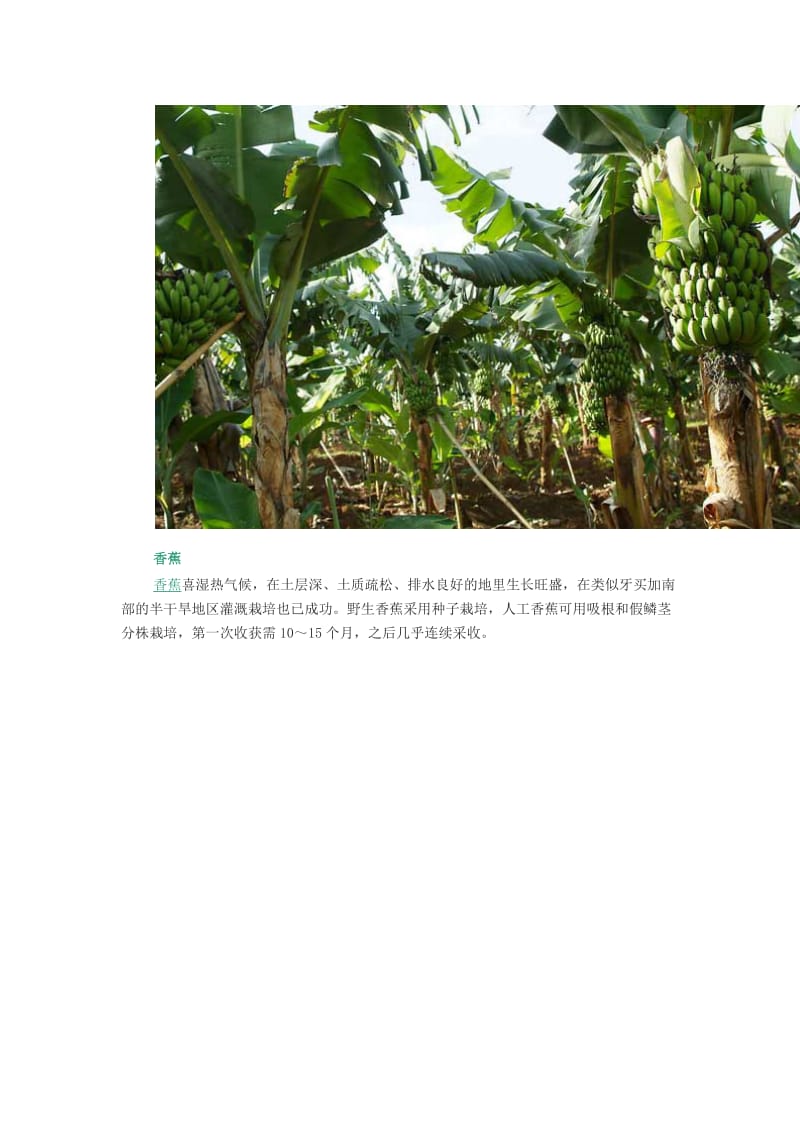 一年四季每月适宜种植的水果品种.docx_第2页