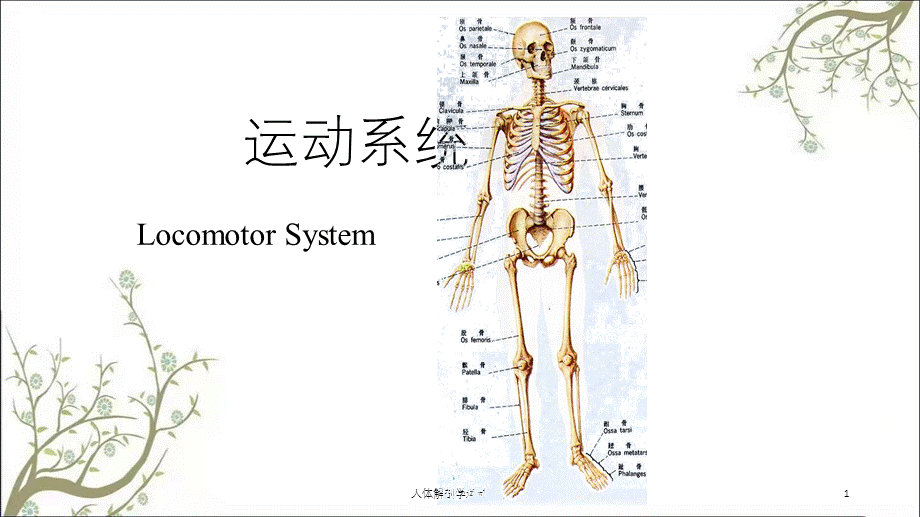 人体解剖学运动系统课件.ppt_第1页