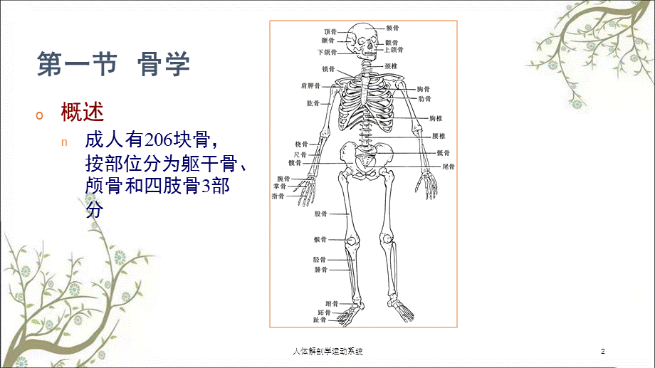 人体解剖学运动系统课件.ppt_第2页