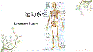 人体解剖学运动系统课件.ppt