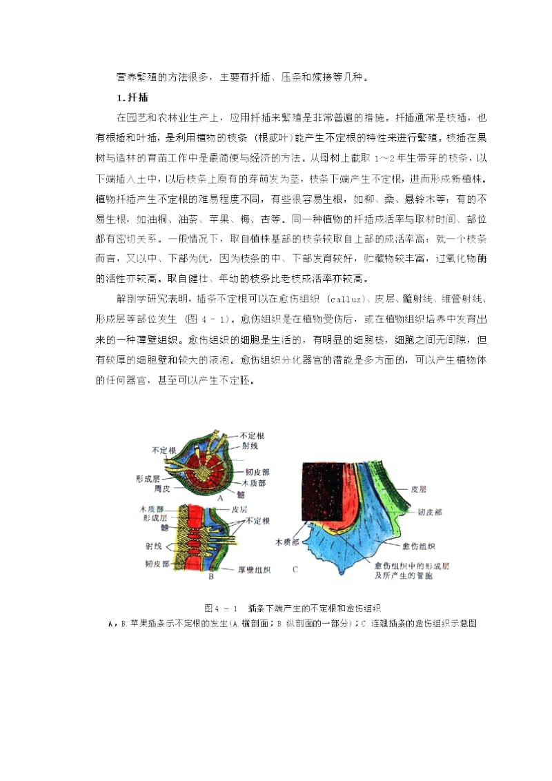 植物形态解剖第四章 植物的繁殖和繁殖器官.doc_第2页