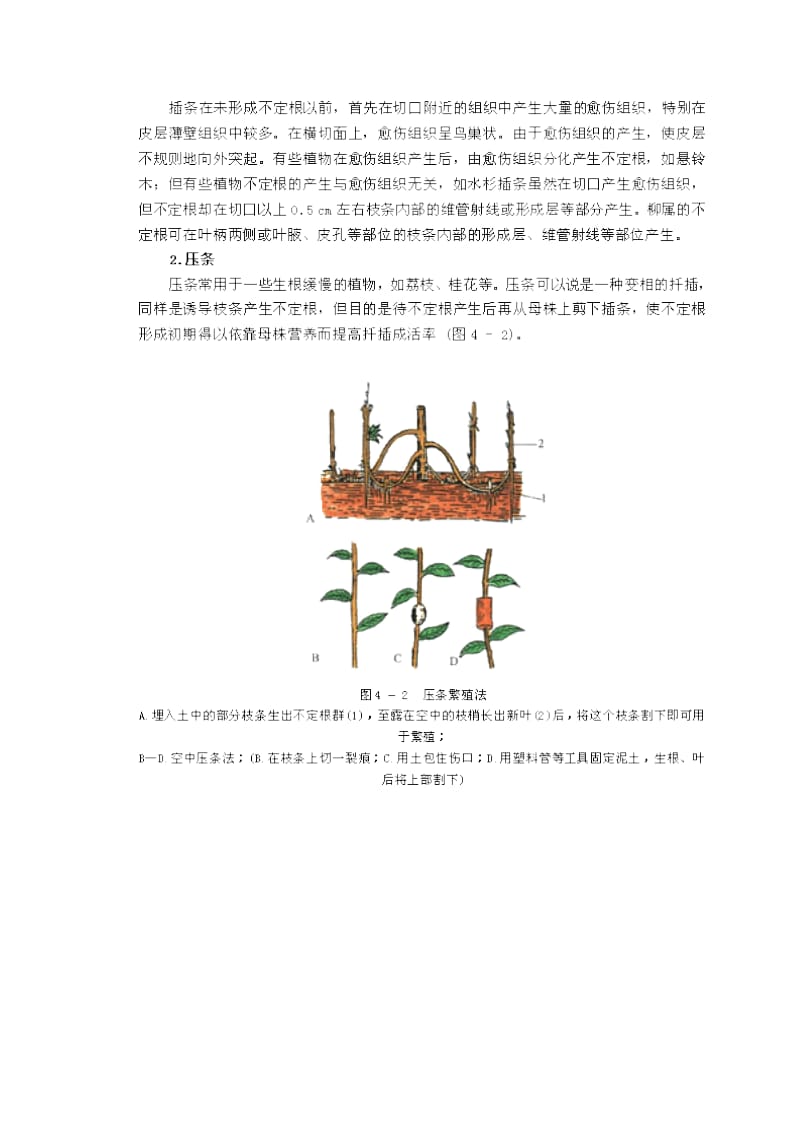 植物形态解剖第四章 植物的繁殖和繁殖器官.doc_第3页