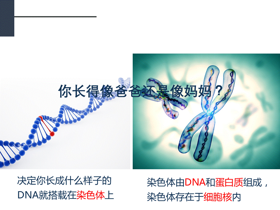 2018人教版生物七年级上册2.2.1《细胞通过分裂产生新细胞》课件(共13张PPT).pptx_第2页