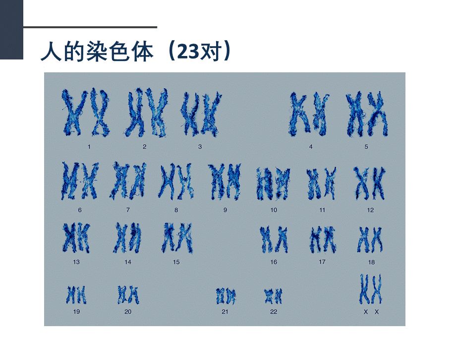 2018人教版生物七年级上册2.2.1《细胞通过分裂产生新细胞》课件(共13张PPT).pptx_第3页