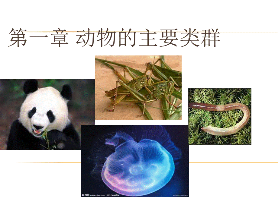 【人教版】生物八年级上册：5.1.1《腔肠动物和扁形动物》 .ppt_第2页