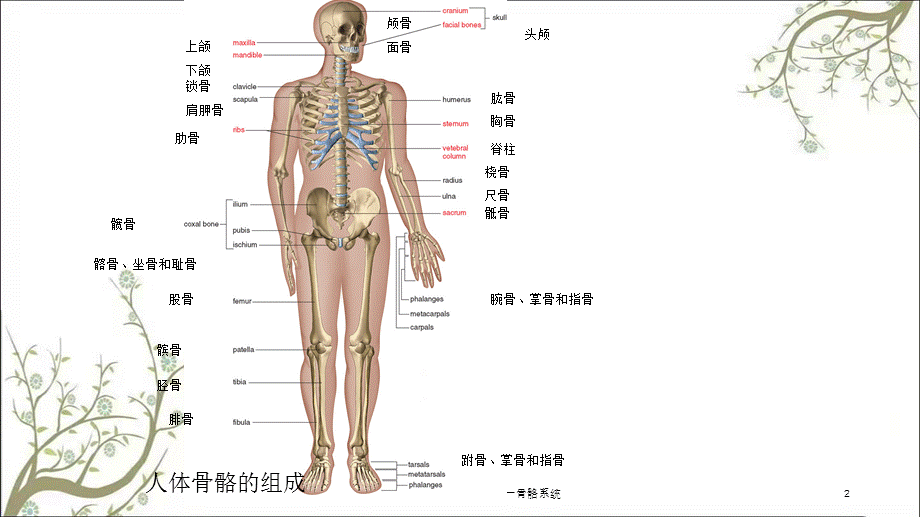 人体解剖生理学实验——实验一骨骼系统课件.ppt_第2页