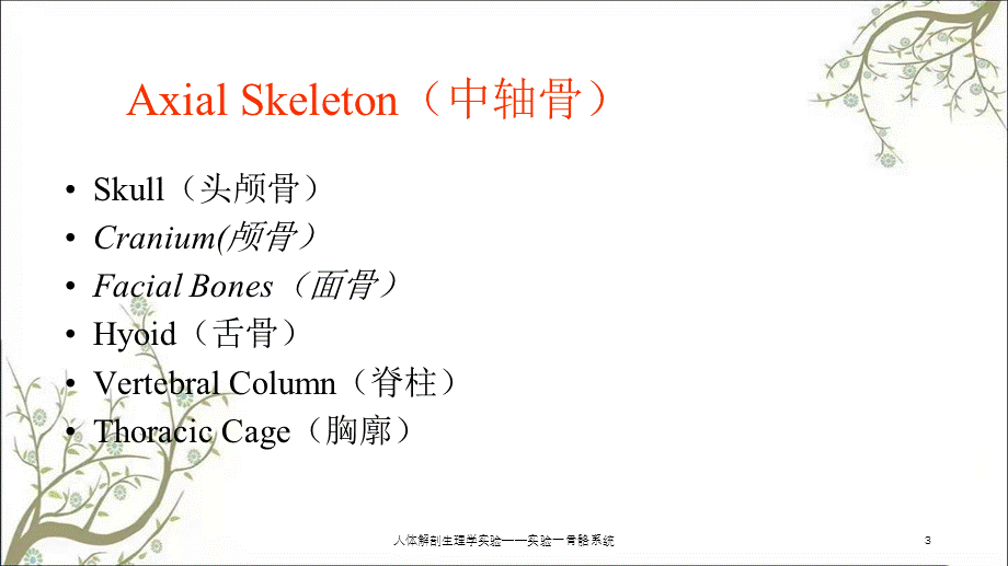 人体解剖生理学实验——实验一骨骼系统课件.ppt_第3页