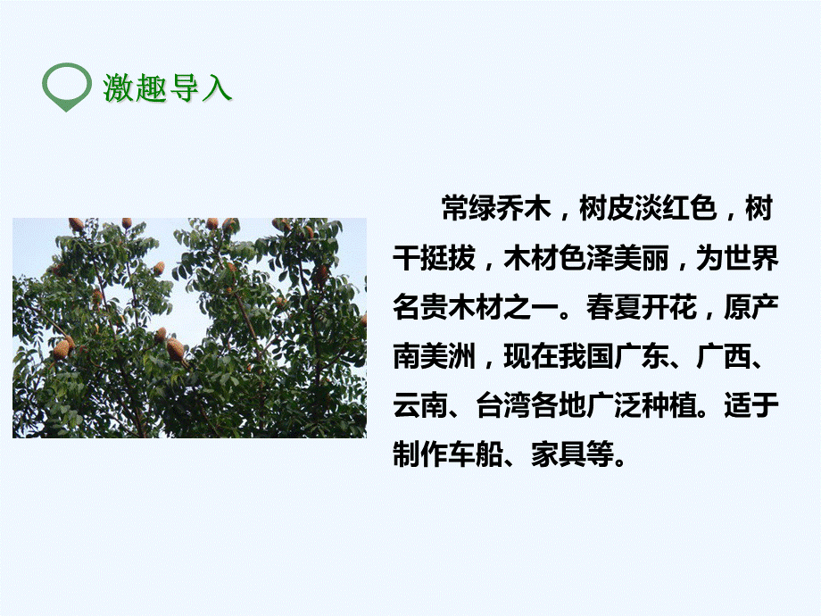 六年级下册语文课件-3.《桃花心木》-人教新课标 .ppt_第2页